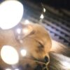 kennel training a puppy at night