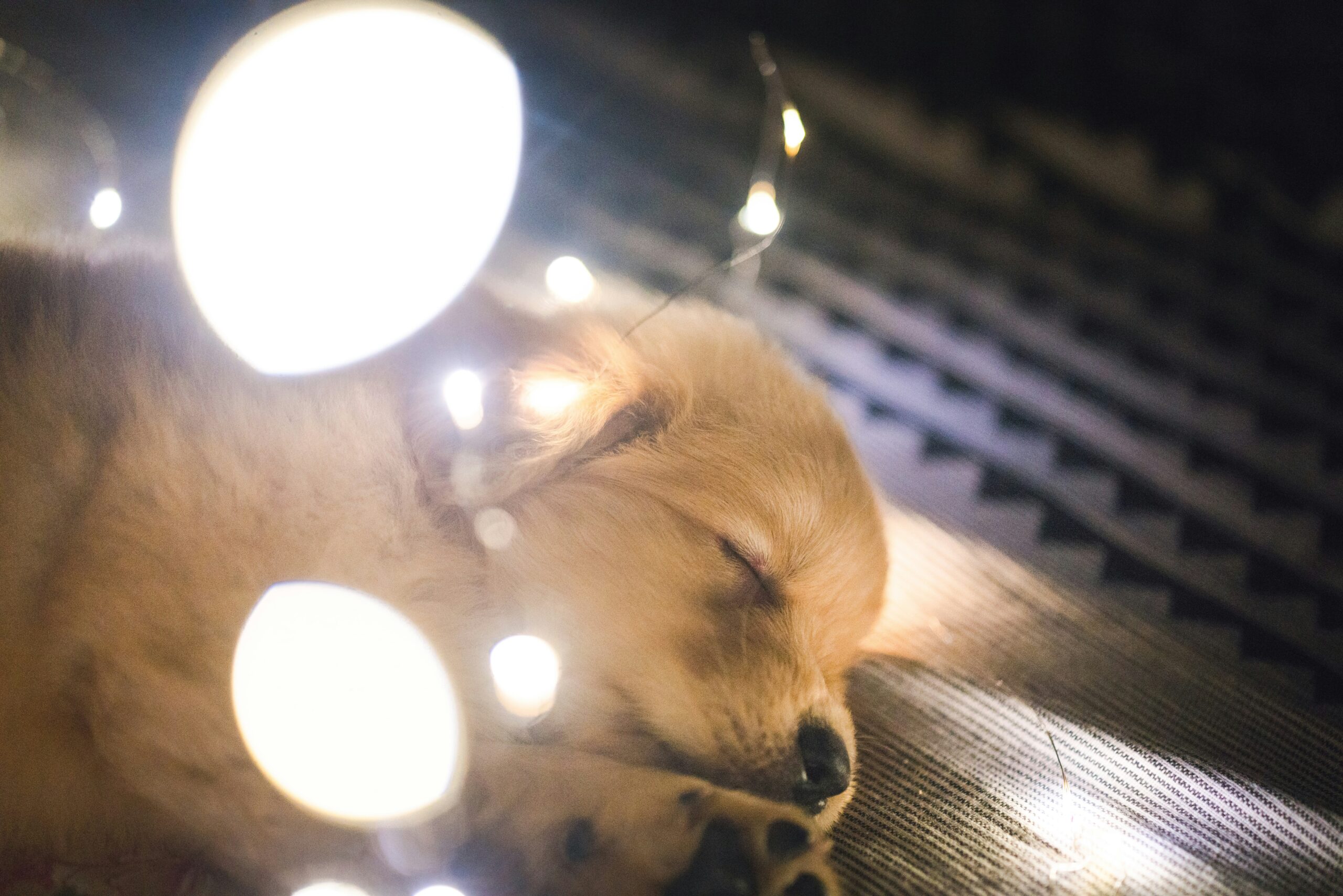 kennel training a puppy at night