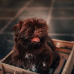 how to crate train a puppy in an apartment
