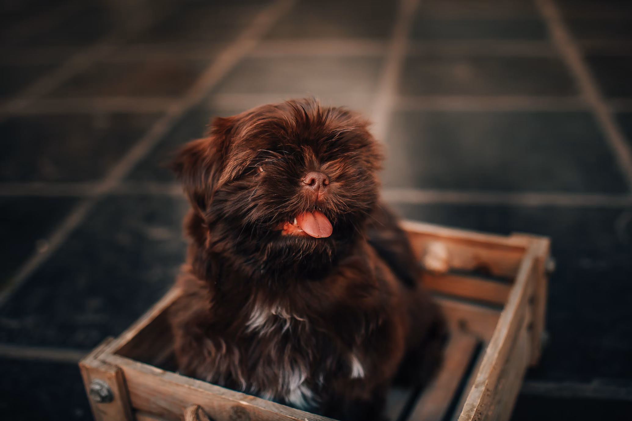 how to crate train a puppy in an apartment
