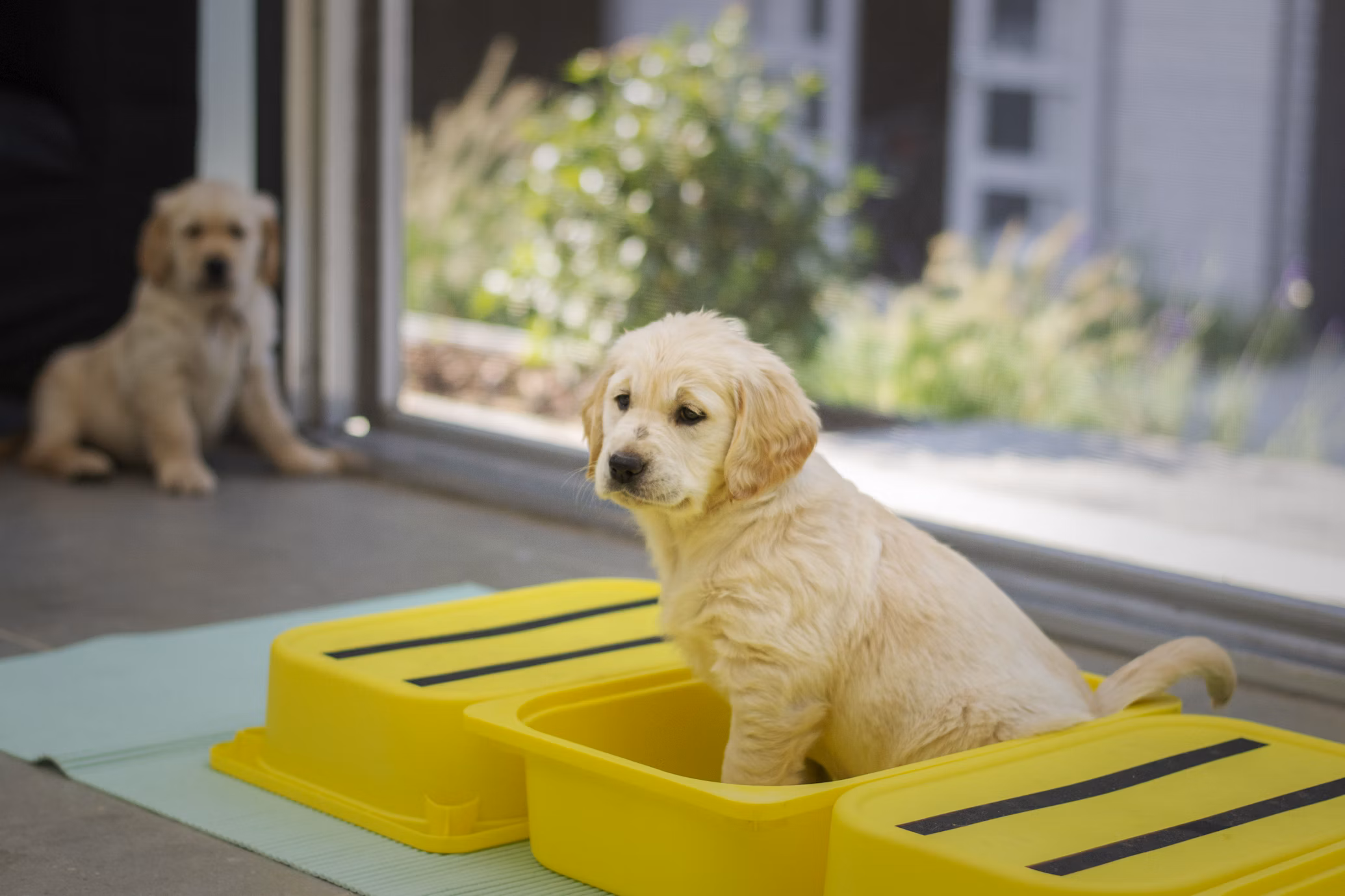crate training schedule for puppy